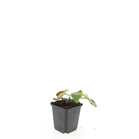 Phlomis russeliana Pot 9 cm