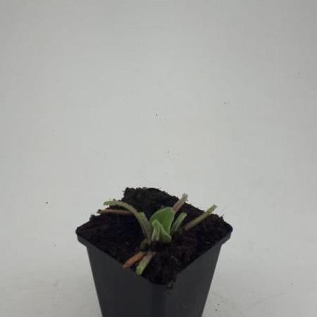 Phlomis russeliana Pot 9 cm