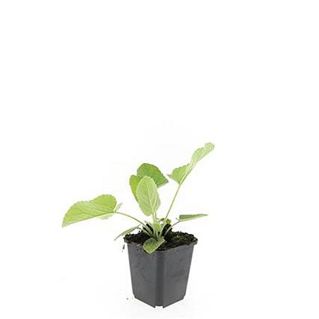 Phlomis russeliana Pot 9 cm