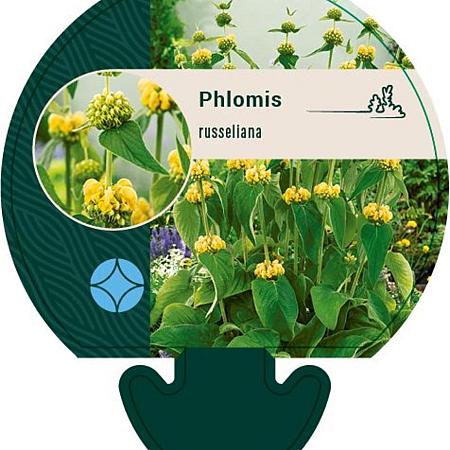 Phlomis russeliana Pot 9 cm
