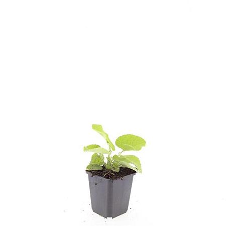 Phlomis russeliana Pot 9 cm