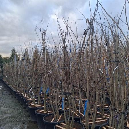 Albizia julibr. Ombrella C65 200 - 250 cm Meerstammig