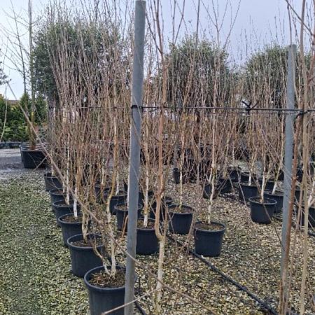 Betula utilis jacquemontii Pot 30 Liter 250 - 300 cm