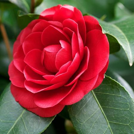 Camellia japonica Pot 20 Liter Halfstam