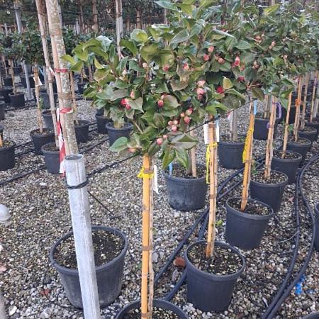 Camellia japonica Pot 20 Liter Halfstam