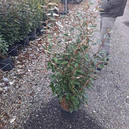 Elaeagnus ebb. 'Compacta' Pot 9 Liter 