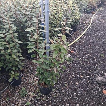Elaeagnus ebb. 'Compacta' Pot 3 Liter 