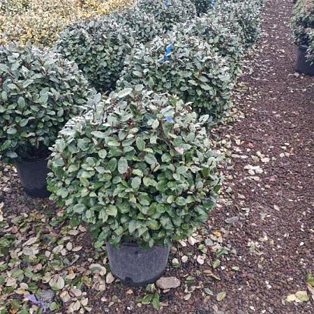 Elaeagnus ebb. 'Compacta' 40 - 50 cm Bolvorm