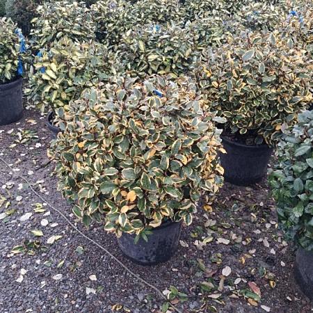 Elaeagnus ebb. 'Viveleg' 50 - 60 cm Bolvorm