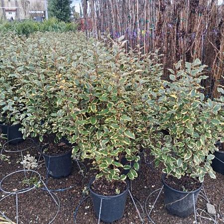 Elaeagnus ebb. 'Viveleg' Pot 18 liter 125 - 150 cm