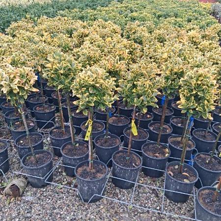 Euonymus jap. 'Aureus' Pot 7,5 Liter Laagstam