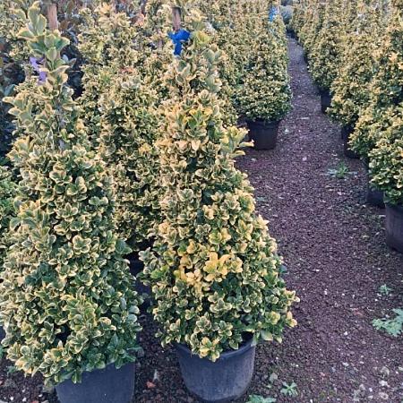 Euonymus jap. 'Aureus' Pot 30 Liter 140 - 150 cm