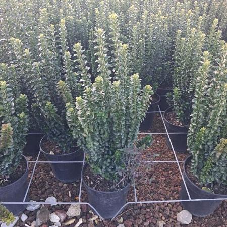 Euonymus jap. 'Benkomasaki' Pot 9 Liter struik
