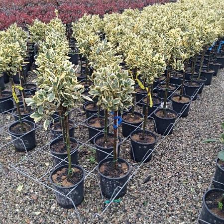 Euonymus jap. 'Bravo' Pot 9 Liter Laagstam