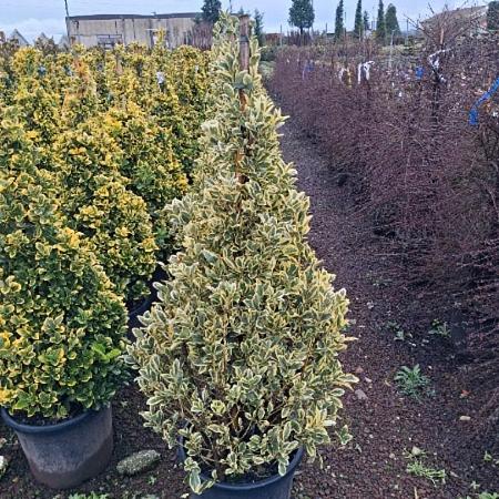 Euonymus jap. 'Bravo' Pot 25 Liter 125 - 150 cm