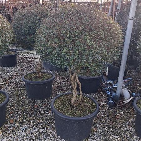 Ligustrum delavayanum Pot 45 Liter 100 - 125 cm Meerstammig