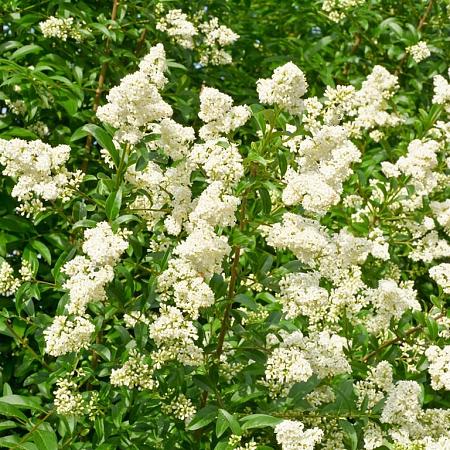 Ligustrum delavayanum Pot 45 Liter 100 - 125 cm Meerstammig