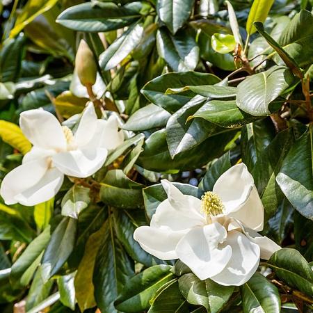 Magnolia grand. 'Little Gem' Pot 9 Liter 