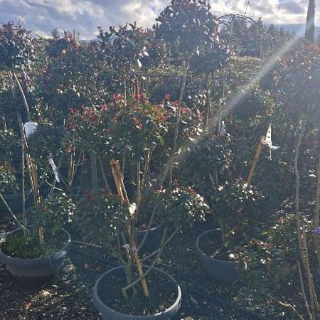 Photinia fraseri 'Little Red Robin' 175 - 200 cm Pon-Ponvorm