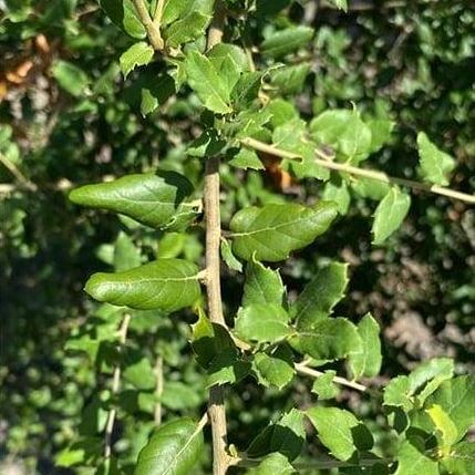 Quercus suber C110 250 - 300 cm Meerstammig