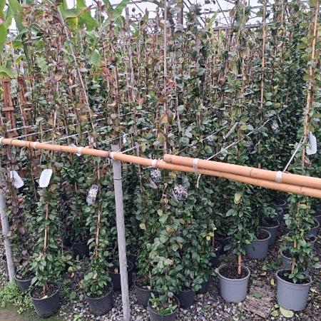 Trachelospermum jasminoides Pot 3 liter 140 - 150 cm