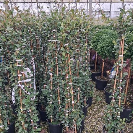 Trachelospermum jasminoides Pot 7,5 liter 150 - 175 cm Piramidevorm