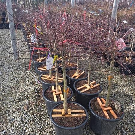 Acer pal. 'Inaba-shidare' Pot 30 Liter Laagstam