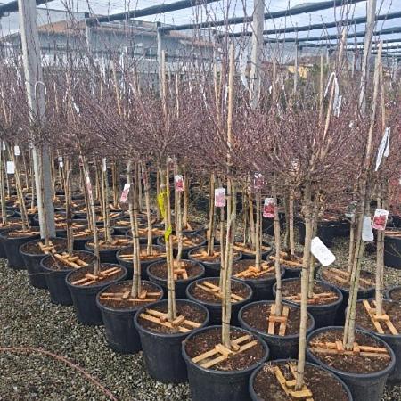 Acer pal. 'Skeeter's Broom' Pot 40 liter Halfstam