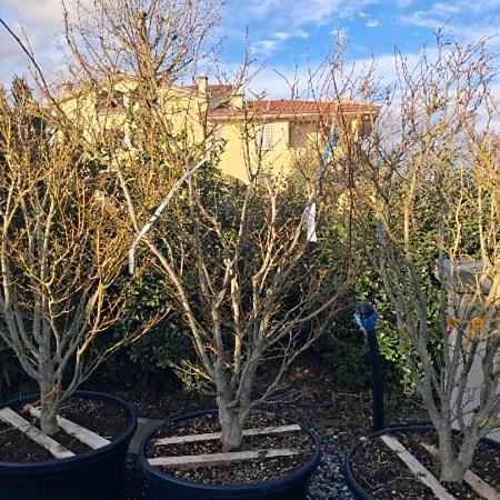 Acer pal. 'Summer Gold' Pot 180 liter 150 - 175 cm