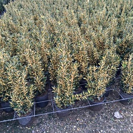 Euonymus jap. 'Livornese' Pot 3 Liter 