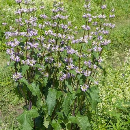 Phlomis tuberosa Pot 9 cm