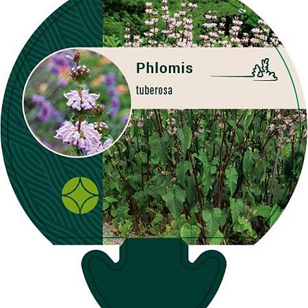 Phlomis tuberosa Pot 9 cm