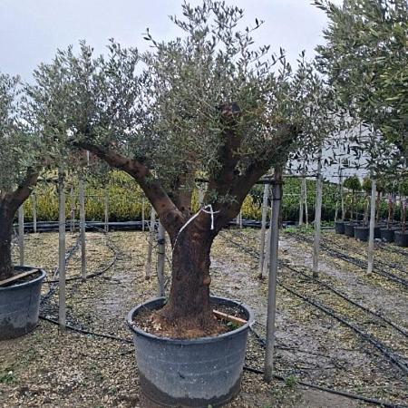 Olea europaea Pot 230 liter Oud Fruit