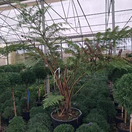 Cyathea australis Pot 130 liter 