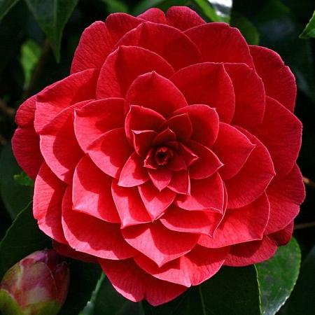 Camellia 'Black Lace' Pot 700 liter 350 - 400 cm Meerstammig