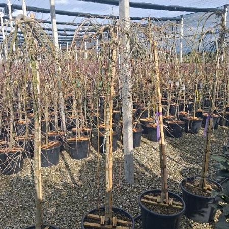 Acer pal. dissectum viridis stam 150 cm (Stamomtrek 10-12 cm)