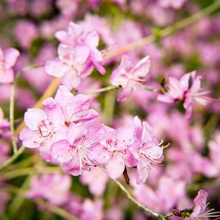 Rhododendron Azaleoides Group Pot 7,5 Liter Laagstam