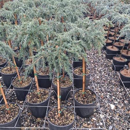 Cedrus deod. 'Feelin' Blue' Pot 9 Liter Laagstam