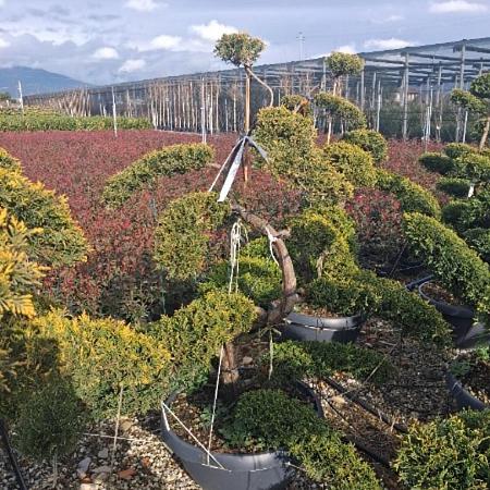 Cupressocyparis ley. Cast. Gold 150 - 175 cm Bonsai