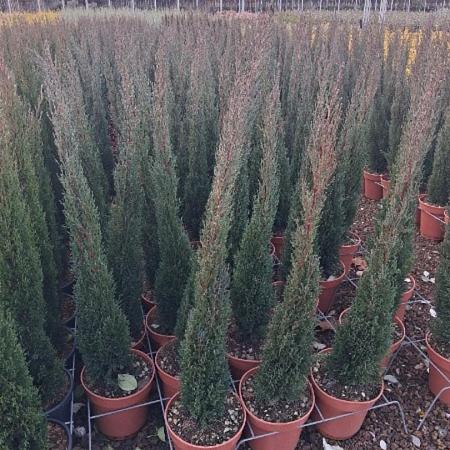Cupressus semp. 'Totem' Pot 9 Liter 
