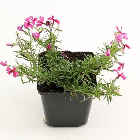 Phlox (S) 'Atropurpurea' Pot 9 cm