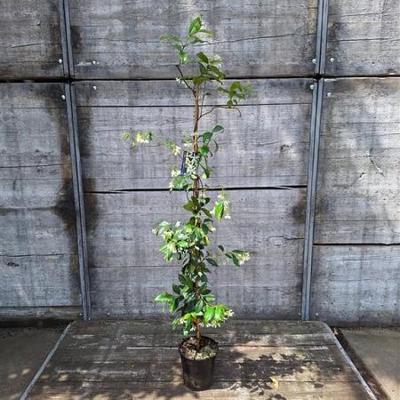 Trachelospermum jasminoides Pot 3 Liter 100 - 125 cm