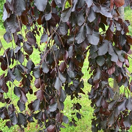 Fagus syl. 'Purpurea Pendula' stam 150 cm (Stamomtrek 10-12 cm)