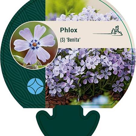 Phlox (S) 'Benita' Pot 9 cm