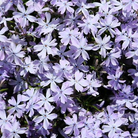 Phlox (S) 'Benita' Pot 9 cm
