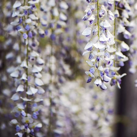 Wisteria flor. 'Eranthema' Pot 10 liter 250 - 300 cm