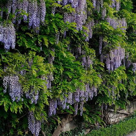 Wisteria sinensis 'Macrobotrys' Pot 3 Liter 175 - 200 cm