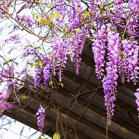 Wisteria sinensis 'Amethyst' Pot 10 liter 250 - 300 cm
