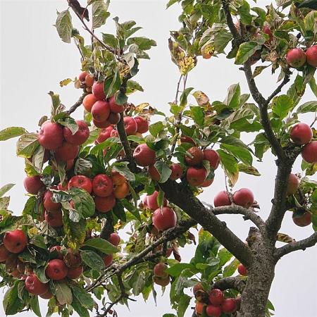 Malus d. 'Gala' Pot 10 liter Halfstam