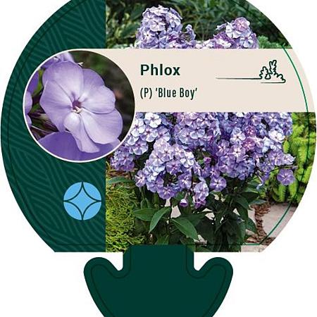 Phlox (P) 'Blue Boy' Pot 9 cm
